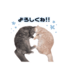 ちょんとしゅしゅ 短足ミヌエット ②（個別スタンプ：1）