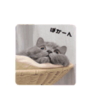 ちょんとしゅしゅ 短足ミヌエット ②（個別スタンプ：8）