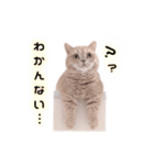 ちょんとしゅしゅ 短足ミヌエット ②（個別スタンプ：9）