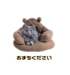 ちょんとしゅしゅ 短足ミヌエット ②（個別スタンプ：12）