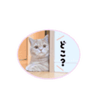 ちょんとしゅしゅ 短足ミヌエット ②（個別スタンプ：13）