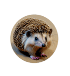 ハリネズミ hedgehog.（個別スタンプ：3）