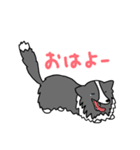バイブラックシェルティのくうた（個別スタンプ：3）