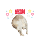 毎日使えるぼんのスタンプ（個別スタンプ：6）