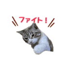 毎日使えるぼんのスタンプ（個別スタンプ：16）