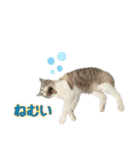 毎日使えるぼんのスタンプ（個別スタンプ：18）