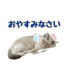 毎日使えるぼんのスタンプ（個別スタンプ：19）