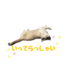 毎日使えるぼんのスタンプ（個別スタンプ：20）