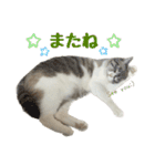 毎日使えるぼんのスタンプ（個別スタンプ：32）
