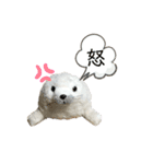 あざらしのおうちゃん 日常2（個別スタンプ：1）