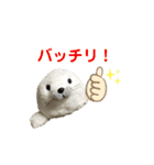 あざらしのおうちゃん 日常2（個別スタンプ：2）