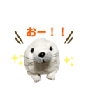 あざらしのおうちゃん 日常2（個別スタンプ：4）