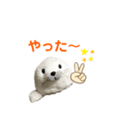 あざらしのおうちゃん 日常2（個別スタンプ：6）