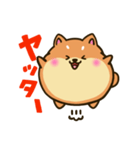 柴犬のしばころん（個別スタンプ：14）