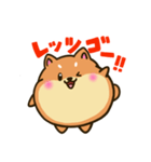 柴犬のしばころん（個別スタンプ：24）