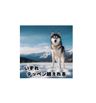 HuskyLove.Vol.2（個別スタンプ：2）