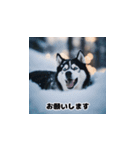 HuskyLove.Vol.2（個別スタンプ：12）