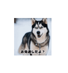 HuskyLove.Vol.2（個別スタンプ：16）