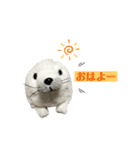あざらしのおうちゃん 日常3（個別スタンプ：1）