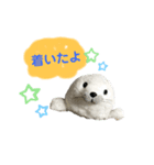 あざらしのおうちゃん 日常3（個別スタンプ：12）