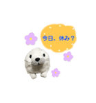 あざらしのおうちゃん 日常3（個別スタンプ：14）