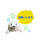 あざらしのおうちゃん 日常3（個別スタンプ：16）