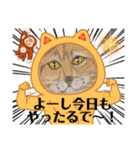 おおさかねこちゃん15（個別スタンプ：11）