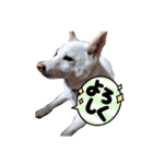 白柴 らん♪（個別スタンプ：4）