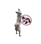 白柴 らん♪（個別スタンプ：6）