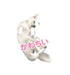 白柴 らん♪（個別スタンプ：7）