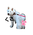白柴 らん♪（個別スタンプ：11）