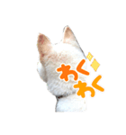 白柴 らん♪（個別スタンプ：13）