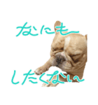 愛犬フレブルはなちゃん（個別スタンプ：4）