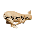 愛犬フレブルはなちゃん（個別スタンプ：5）
