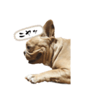 愛犬フレブルはなちゃん（個別スタンプ：6）