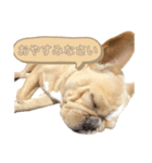 愛犬フレブルはなちゃん（個別スタンプ：8）