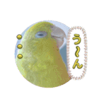 マメルリハ達14（個別スタンプ：1）