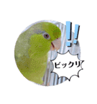 マメルリハ達14（個別スタンプ：6）