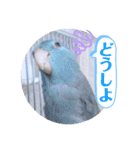 マメルリハ達14（個別スタンプ：8）