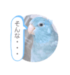 マメルリハ達14（個別スタンプ：12）