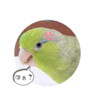 マメルリハ達14（個別スタンプ：18）