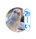 マメルリハ達14（個別スタンプ：19）