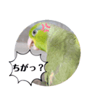 マメルリハ達14（個別スタンプ：26）