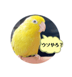 マメルリハ達14（個別スタンプ：29）