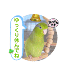 マメルリハ達14（個別スタンプ：30）