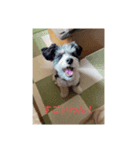パピプまるーー3（個別スタンプ：2）