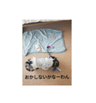 パピプまるーー3（個別スタンプ：3）