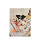 パピプまるーー3（個別スタンプ：6）