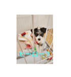 パピプまるーー3（個別スタンプ：7）