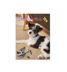 パピプまるーー3（個別スタンプ：8）